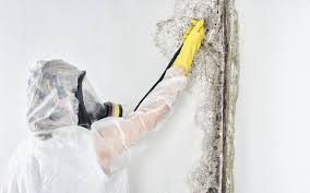 Best Biohazard Mold Removal  in Mountain View, NC